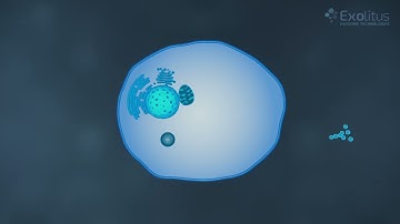 Exosomes and extracellular vesicles. Exolitus.