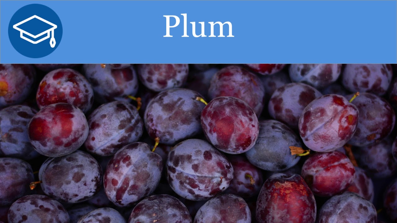 Plum English Learn English YouTube