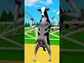بقره ترقص البقرة الضاحكه البقرة الحلوب بقرة العيد The Cow بقرة Cow