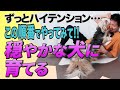 犬の性格は変えられる?接し方でここまで違う!