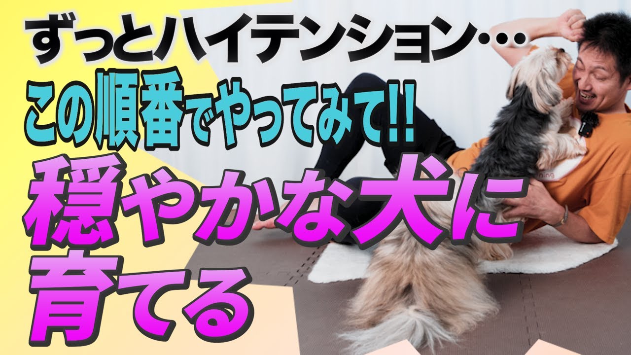 犬の性格は変えられる？接し方でここまで違う！