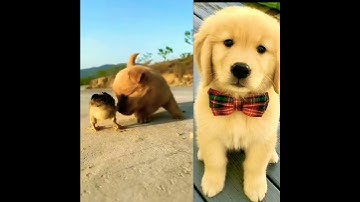 cute puppy 😍#shortfeed #shorts #trending #ytshorts #dog #doglover #puppy