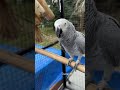 Her Voice 🥹 | My African Grey Talking #talkingparrot #birds