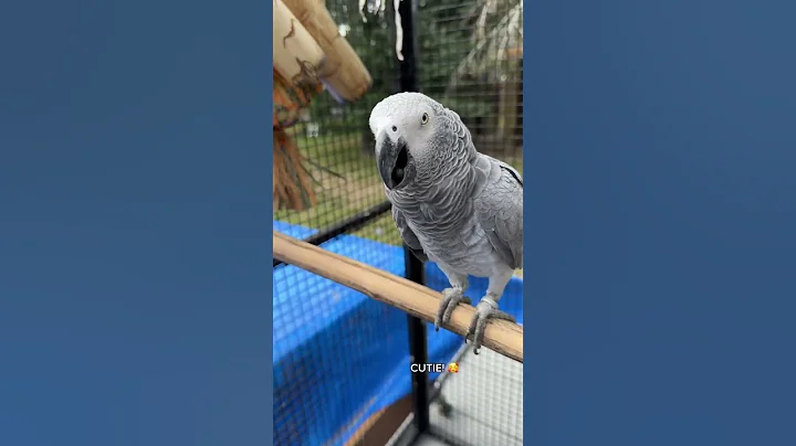 Her Voice 🥹 | My African Grey Talking #talkingparrot #birds