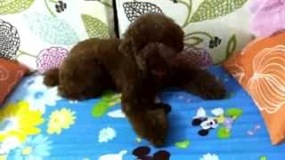 When poodles attack.