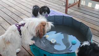 (Shih Tzu) Get in the pool.