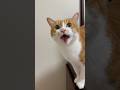 猫好きが悶絶する可愛すぎる鳴き声集。