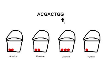 Rosalind: Counting DNA Nucleotides
