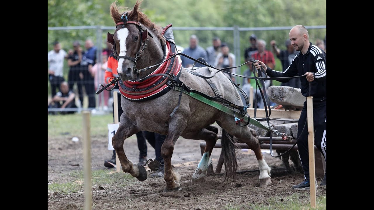 Стрелча – Турнир с тежковозни коне 2024