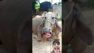 Cartoon Video Cartoon Videos Cartoon Video Song Cartoon Cartoon