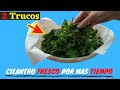 2 Métodos para Conservar el Cilantro Fresco por Mucho Tiempo en la nevera