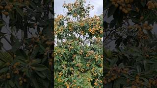 Hobi̇ Bahcemi̇ze Bahar Gelmi̇ş