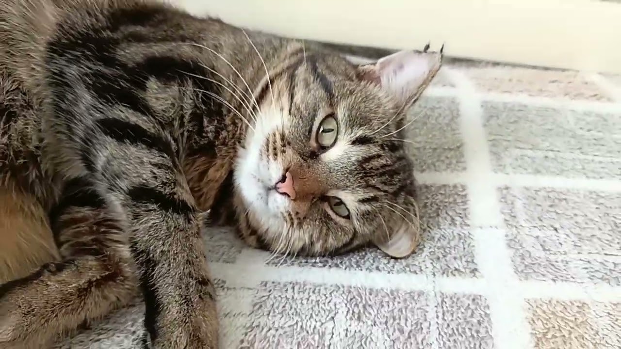 И СМЕХ! И СЛЁЗЫ! И ЛЮБОВЬ! ❤️ПРЕСТУПЛЕНИЕ БЕЗ НАКАЗАНИЯ! 😂