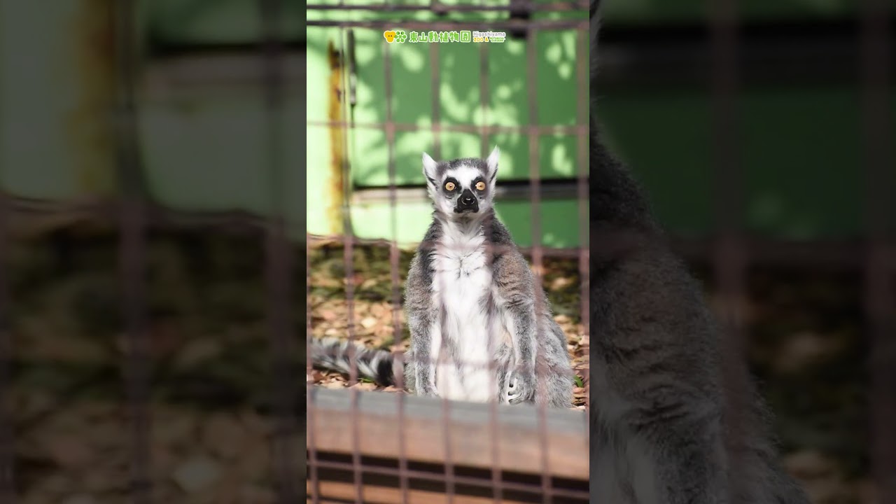 東山動植物園公式】ワオキツネザル〜3回つぶやくの巻