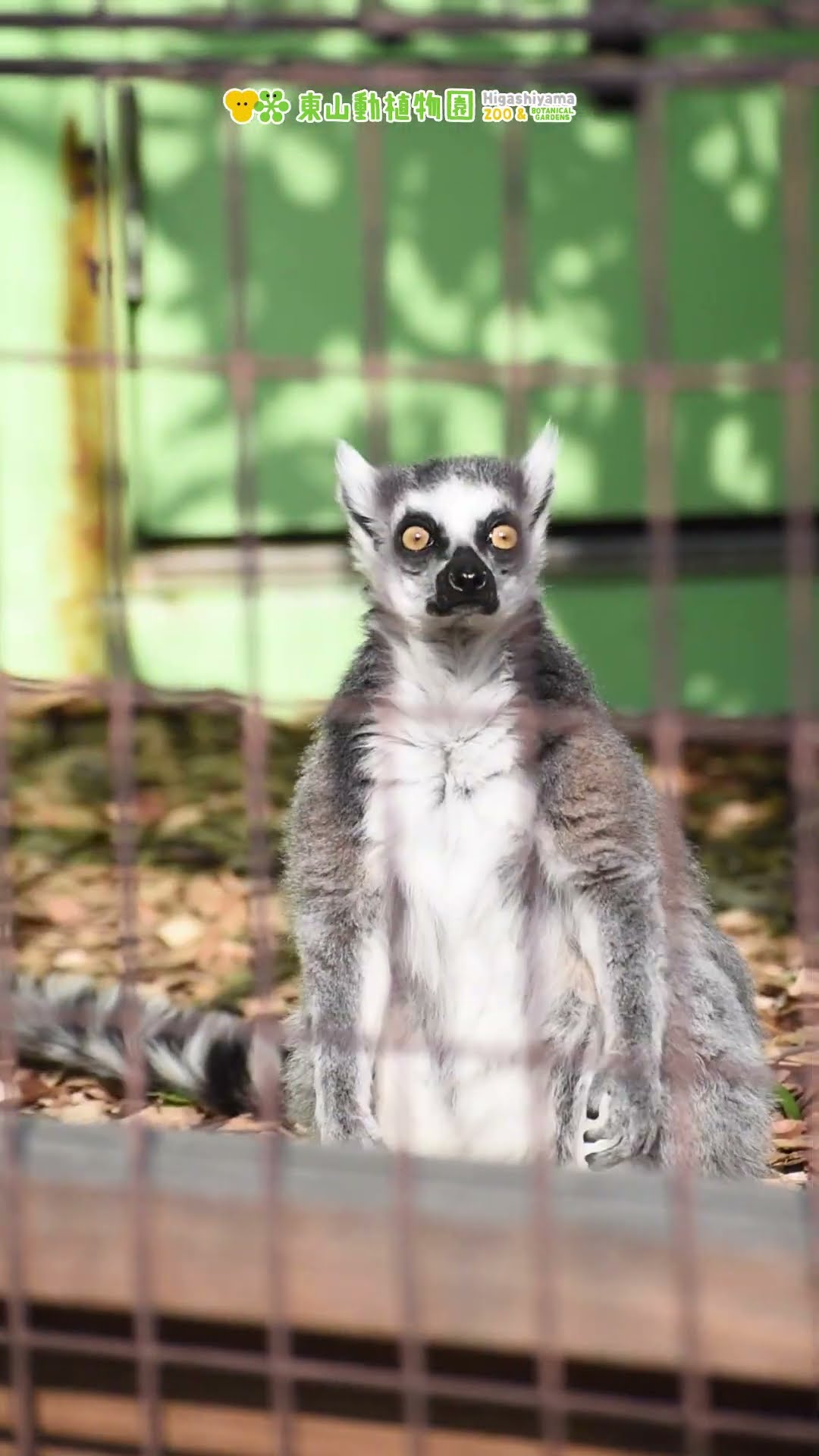 東山動植物園公式】ワオキツネザル〜3回つぶやくの巻
