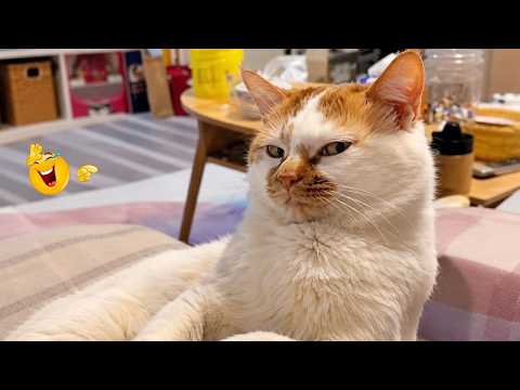 Try Not To Laugh 😹 Funniest Cats Caught on Camera
