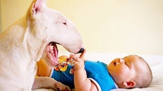 Bull Terrier and Baby Compilation NEW by Cheerful Doggy 45,348 views 5 years ago 3 minutes, 36 seconds