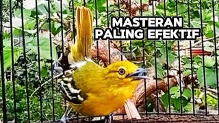 Download Lagu MASTERAN BURUNG SIRTU PALING EFEKTIF @srfchannel3881  MP3