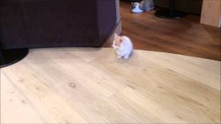 Cat Cafewalking Kitten Of Munchkin Japan Tokyo20150630 029