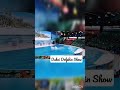 Beautiful Dolphins 😍 | Dubai Dolphin Show #Dubaidolphinarium #viralshorts #trending #youtubeshorts