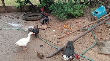 nrog kuv mus pub qaib os phooj ywg