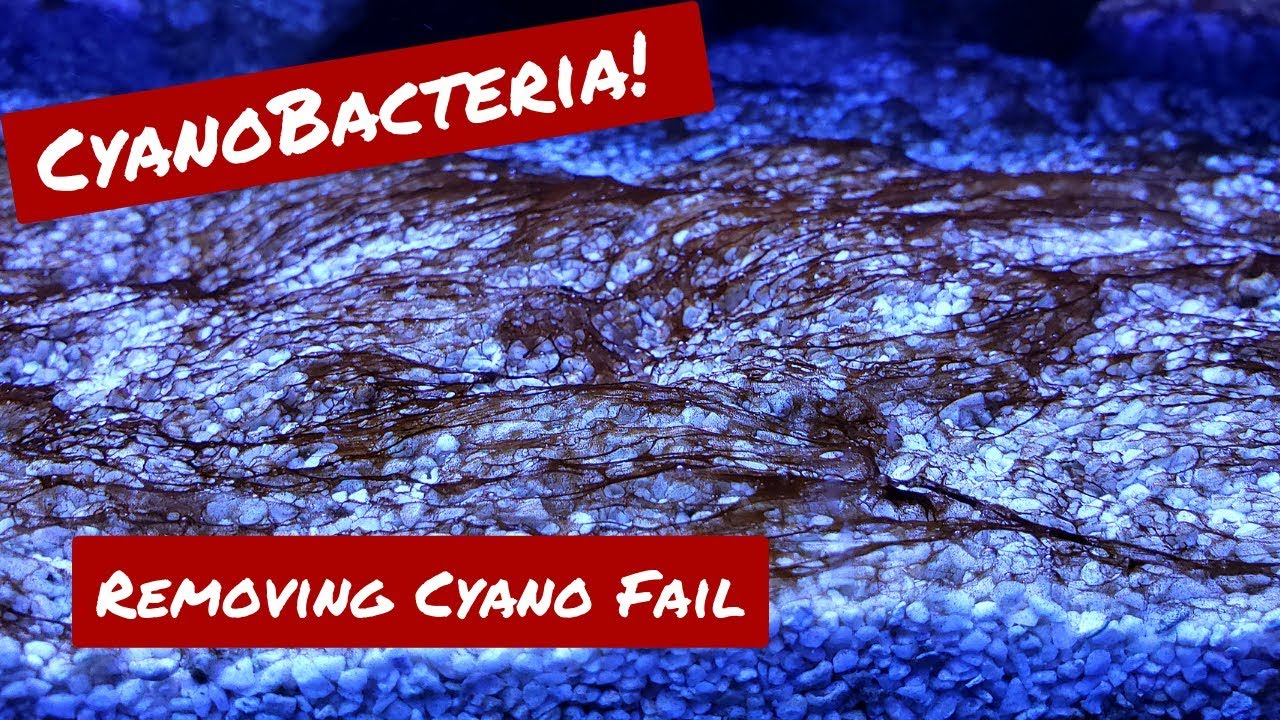 ChemiClean Treatment Failure -  Dealing With Cyano