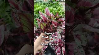 Бегонія Мауі Сансет Dflora.ua
