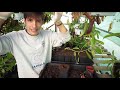 Carniplant-Plantas carnivoras-El caos en el invernadero tropical