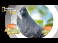 Pigeon Biology and Behavior