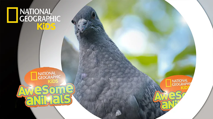 Pigeon Genius | Awesome Animals - DayDayNews