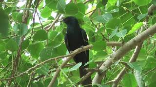 Koyal Bird Singing Song In Garden کوئل کا خوبصورت گانا