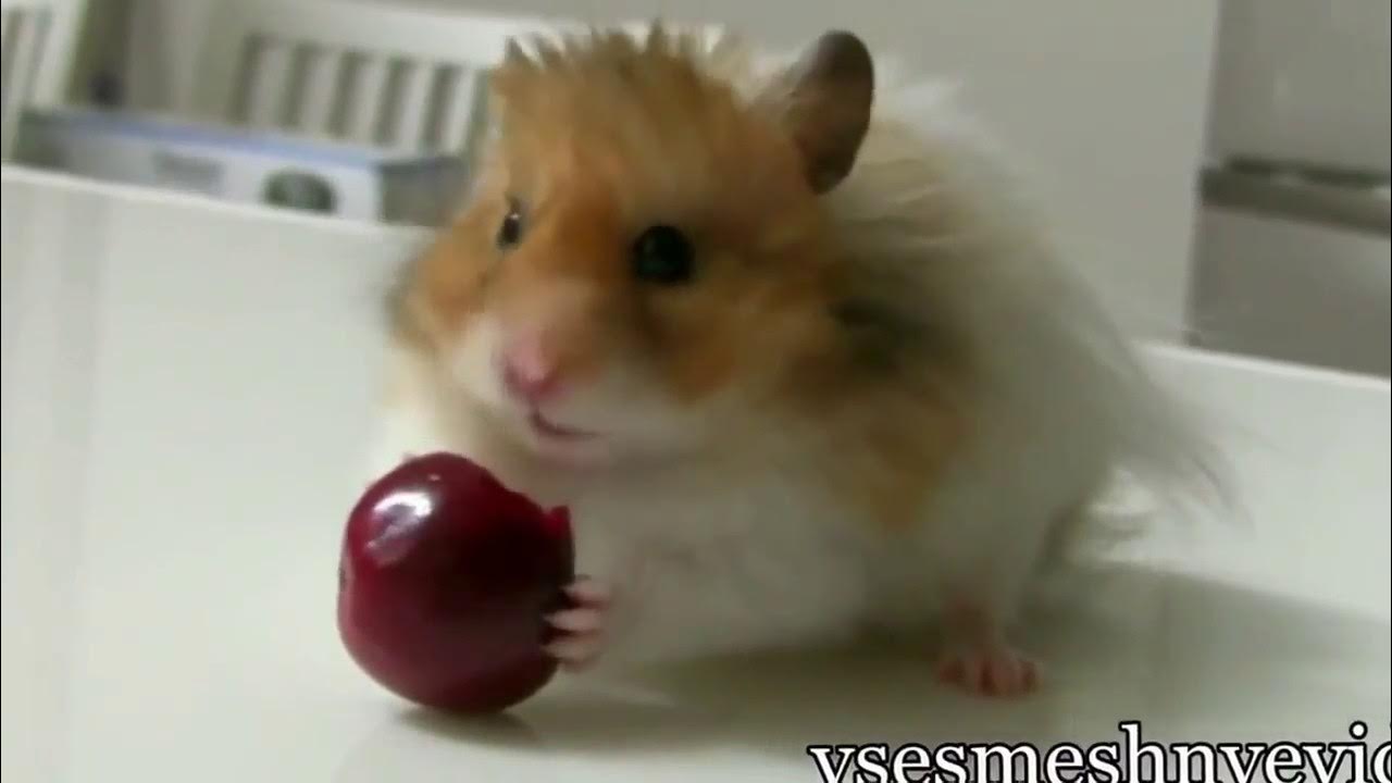 Хомяк с крыжовником. Хомякам можно черешню. Коты и клюква. Хомякам можно черешню. Хомяки любовь.