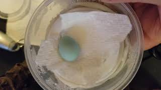 candling a Robin's egg!!!
