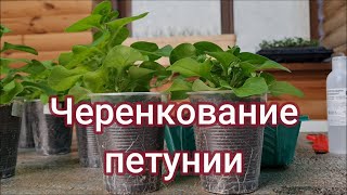 Черенкование петунии