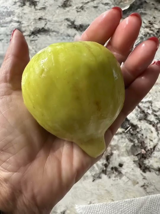 CDA fig tree’s 365 Days