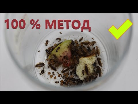 Как избавиться от тараканов? Ловушка, 100 надежный и дешевый способ.