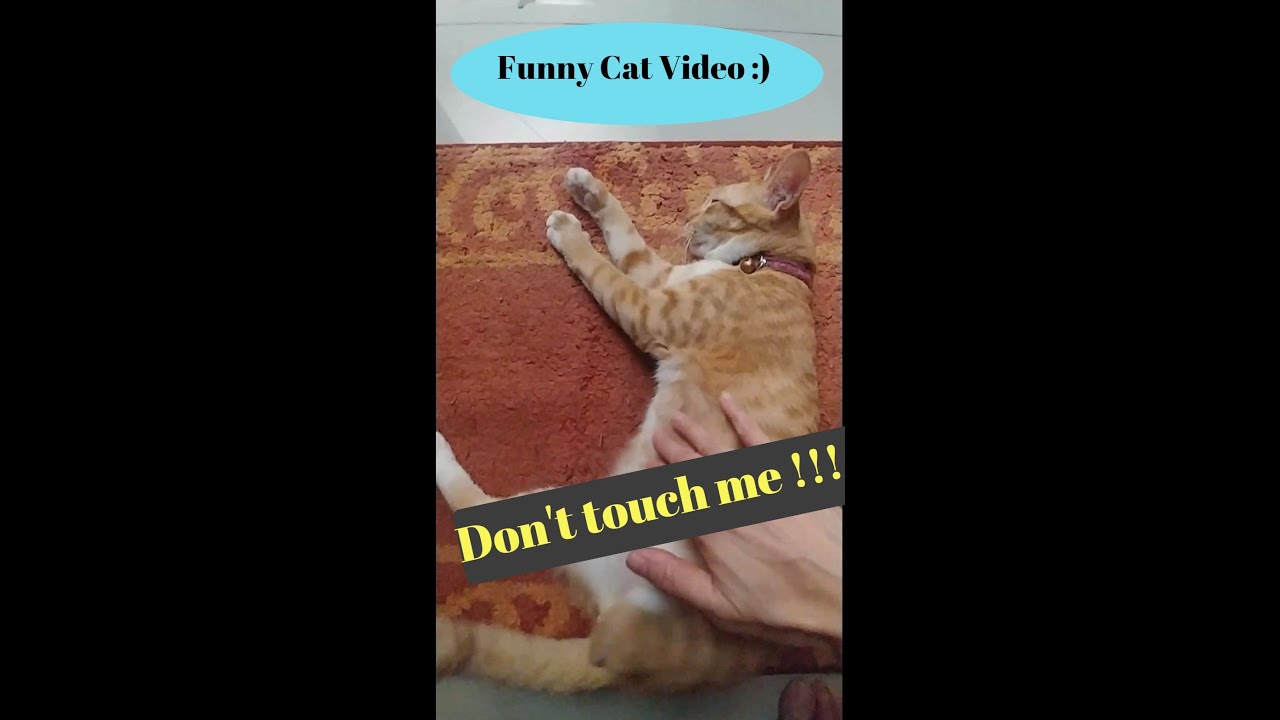 Funny Cat Video - Dont touch me :))) 