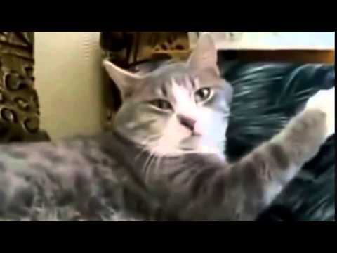 funny-cat-video-2015