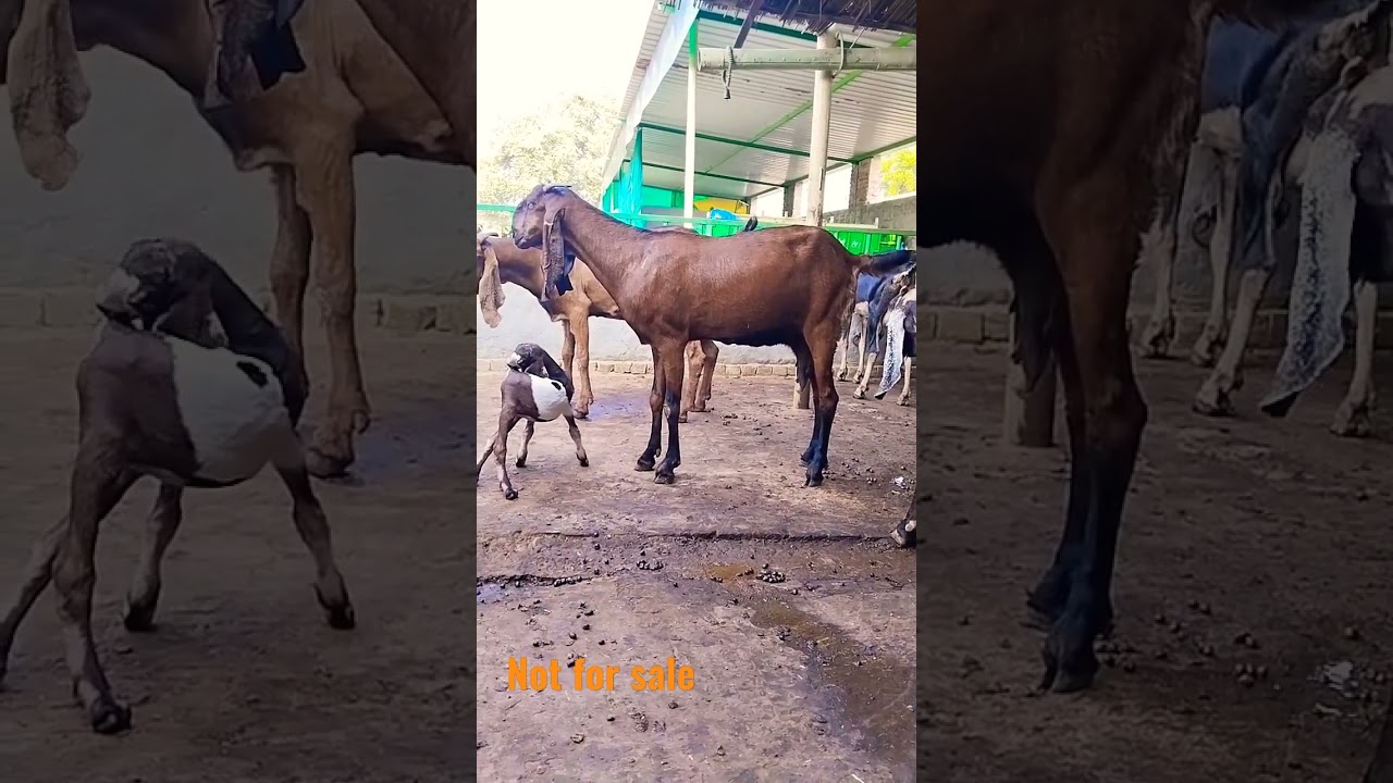 Nagri Beetal Female।Grewal Goat Farm।