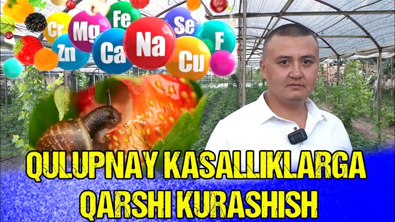QULUPNAYNI BIOLOGIK YO'L BILAN PARVARISH QILISH TO'G'RISIDAGI TAVSIYALAR. ☎️+99894 941 58 92