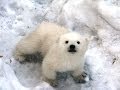 Белый медвежонок в Новосибирском зоопарке 23.03.2014