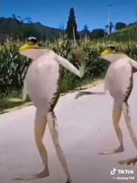 Kodok Bergoyang Versi Tiktok