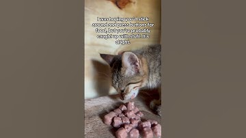 Please Don’t Scroll – These Cats Need You 🆘😿#animals #shorts #subscribe #cat #love #uk  #kitten