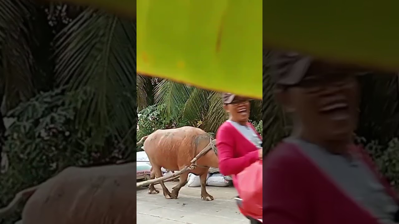 Pink carabao at work 