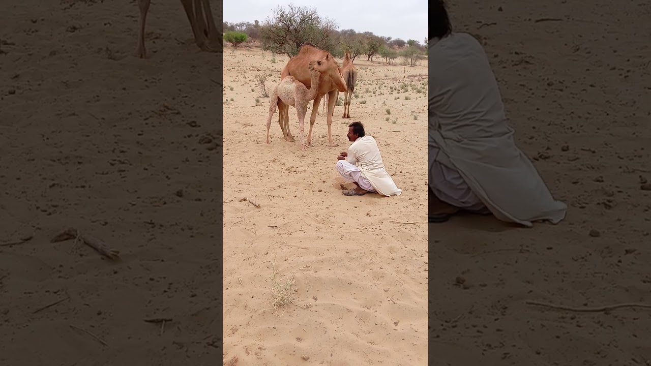 Camel runned others camels engoyment love time camel fersh 