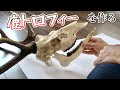 鹿トロフィーを作りました。　狩猟　田舎暮らし　ニホンジカ