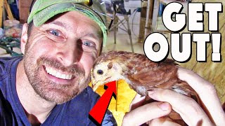 Moving Chickens To New Coop From Your Brooder | Two Tricks