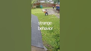 Thumbnail of here's the chorus ! my song "strange behavior" is out now everywhere  #singersongwriter #indierock