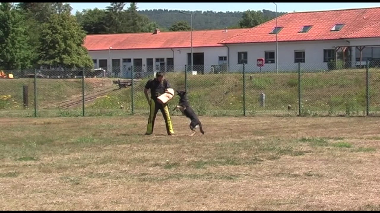 Körung 2   19 07 2018   Demonen's Freja   Katarina Kallin