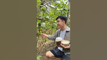 Mắm cá rò Huế cân tất cả nông sản quê | GOCOQUE